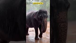 #rain #elephant #animals #music #cute #travel #life #nature #like #anime #art #ai #attitude #acting