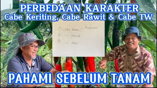 PERBEDAAN KARAKTER CABE BESAR/TW, CABE RAWIT, CABE CMK/KERITING, PAHAMI SEBELUM TANAM