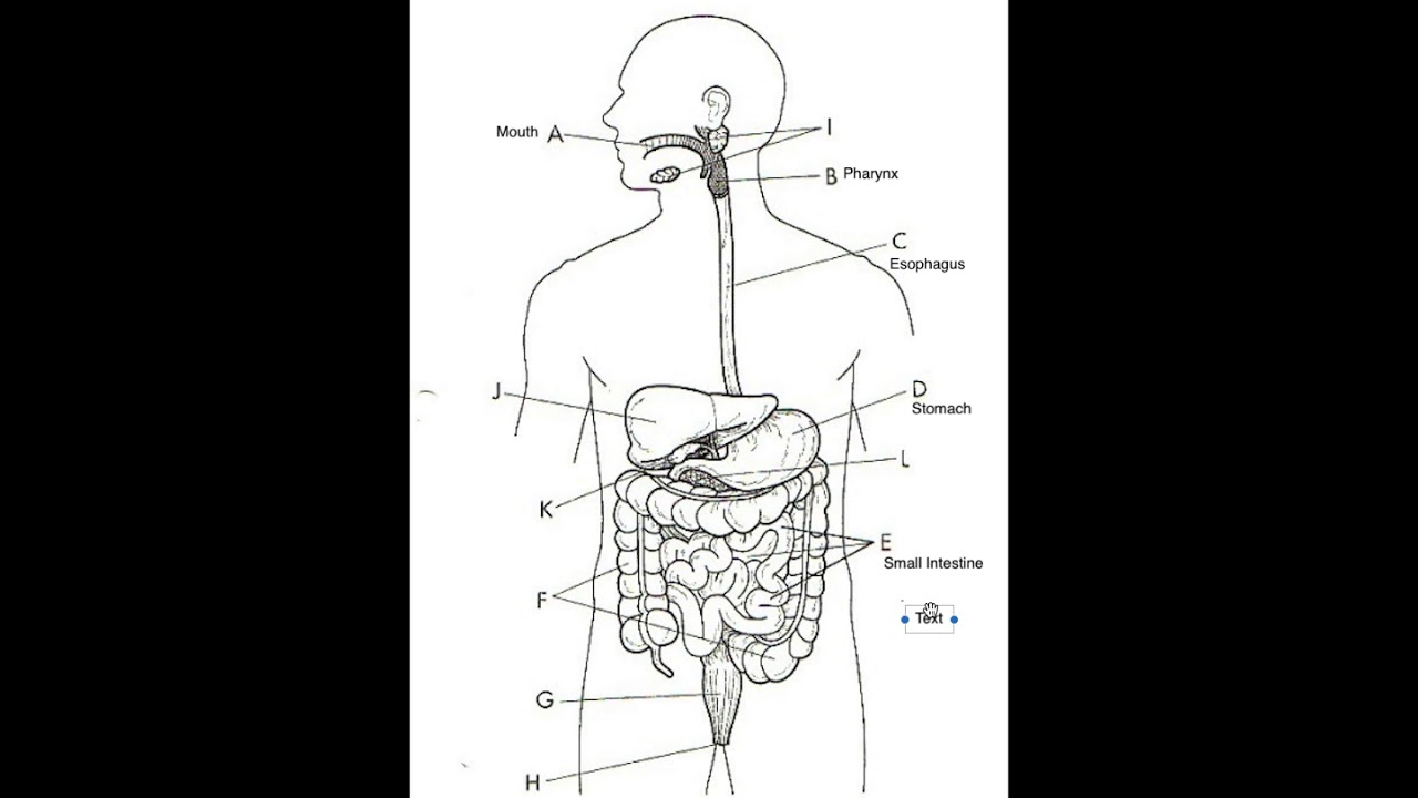Схема пищеварительной системы человека рисунок. Пищеварительная система человека схема. Пищеварительная система схема 4 класс без подписей.