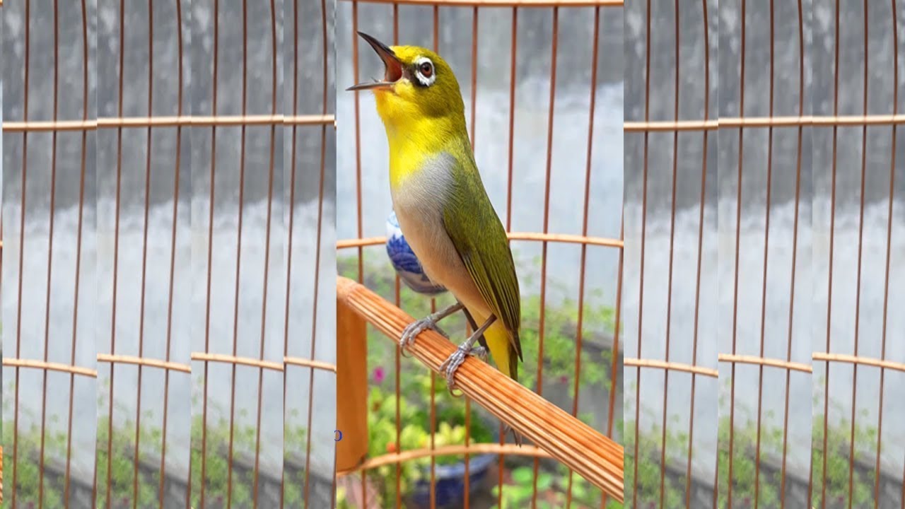 khuyên mồi líu hót sáng , thúc bổi hót líu đấu , líu choè hay , chim vành khuyên