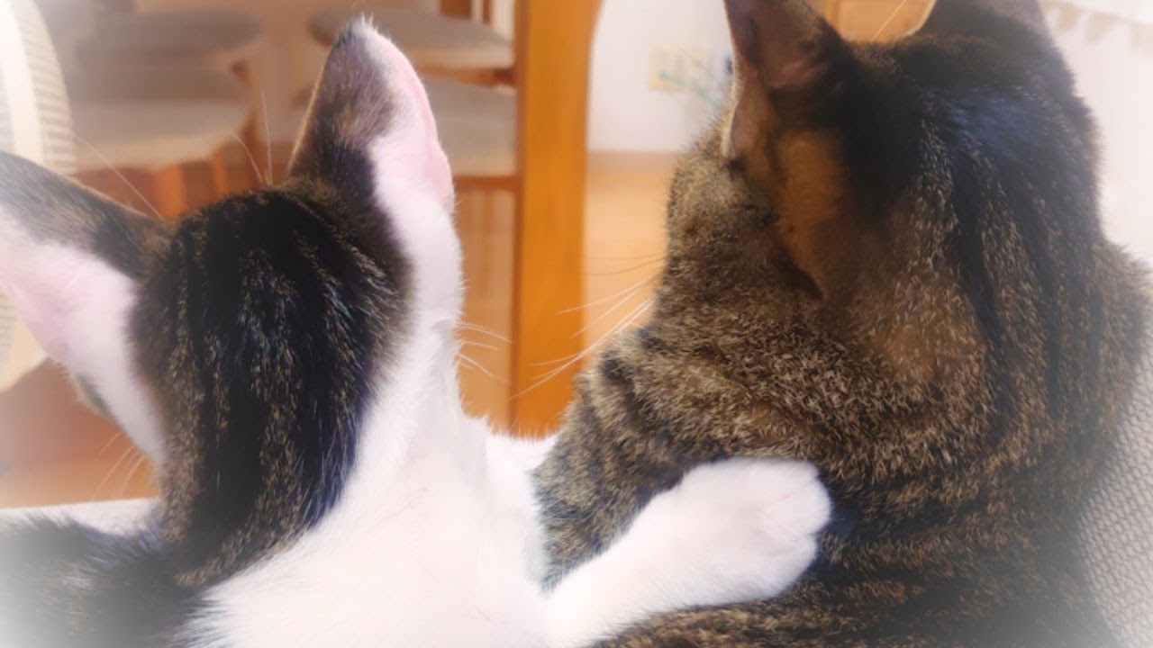 【ゆず】ラブラブ猫【こてつ】