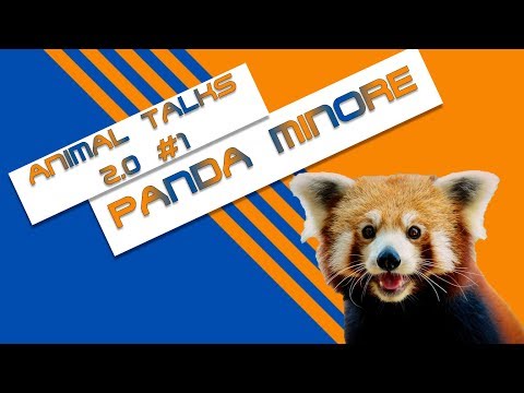 Video: Panda minore: descrizione e foto