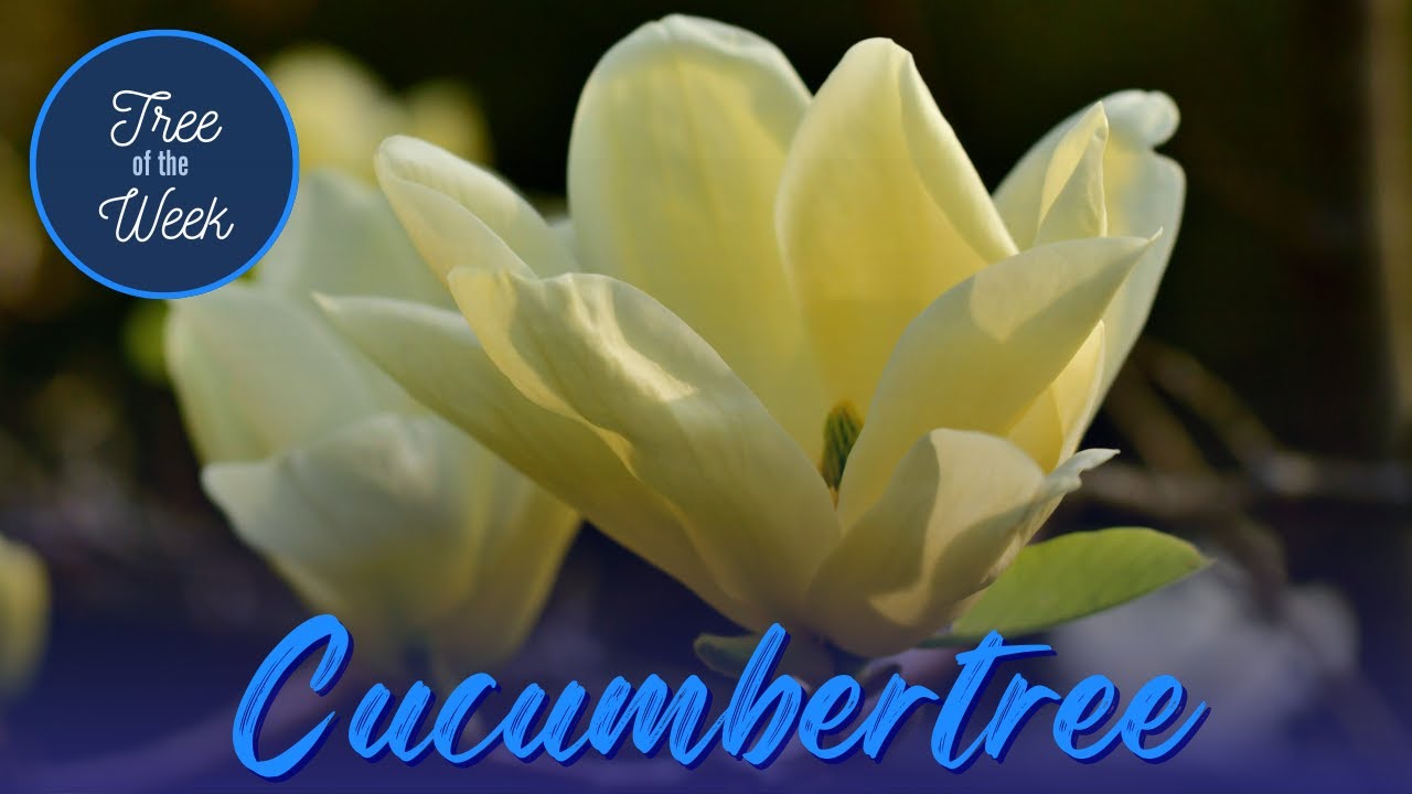 Tree of the Week: Cucumbertree