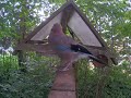 our jay is moulting