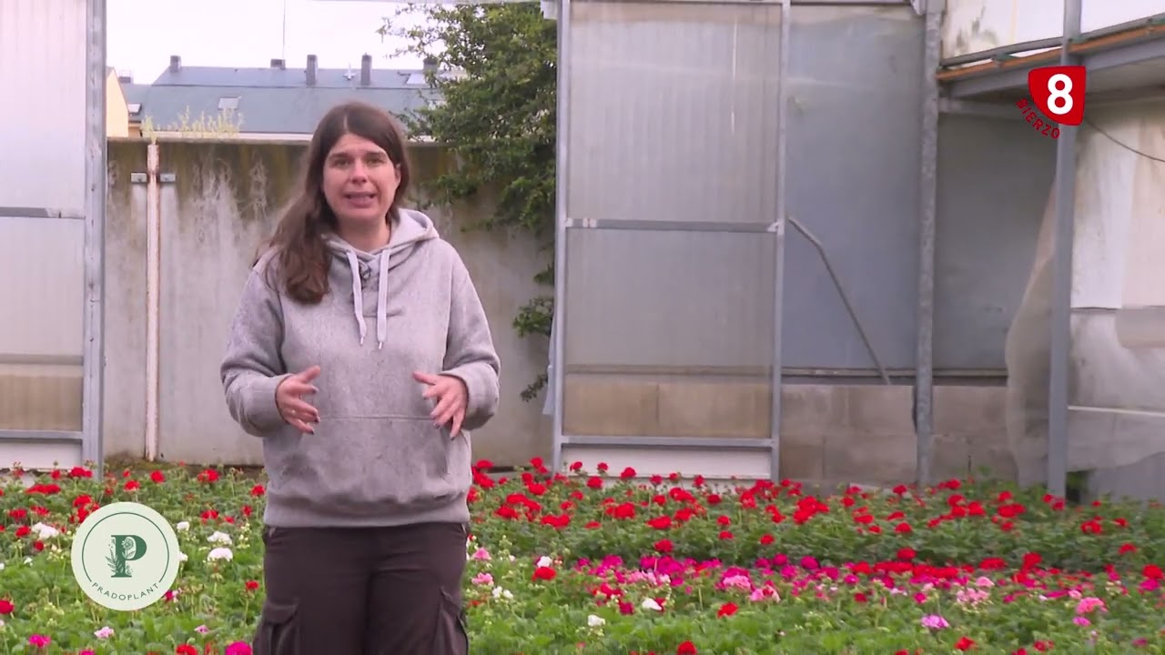 Viveros Prado - Geranios