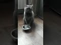 Безмолвный кот просит еды