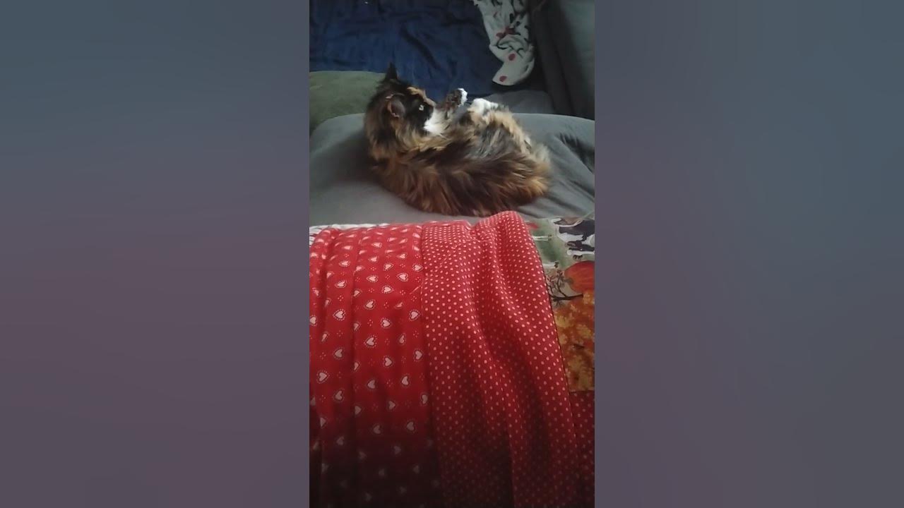 My cat youtube