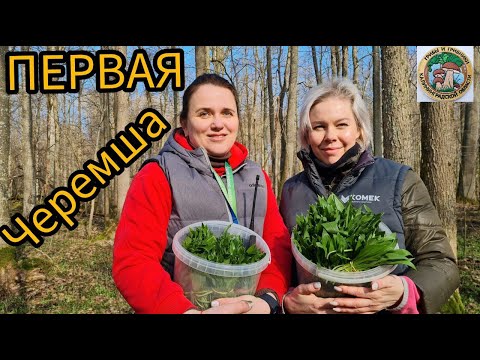 ПЕРВАЯ ЧЕРЕМША  Советы от грибников. Грибная банда представляет