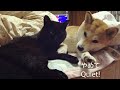 尻尾がうるさくて怒られる猫 The dog got angry at the cat