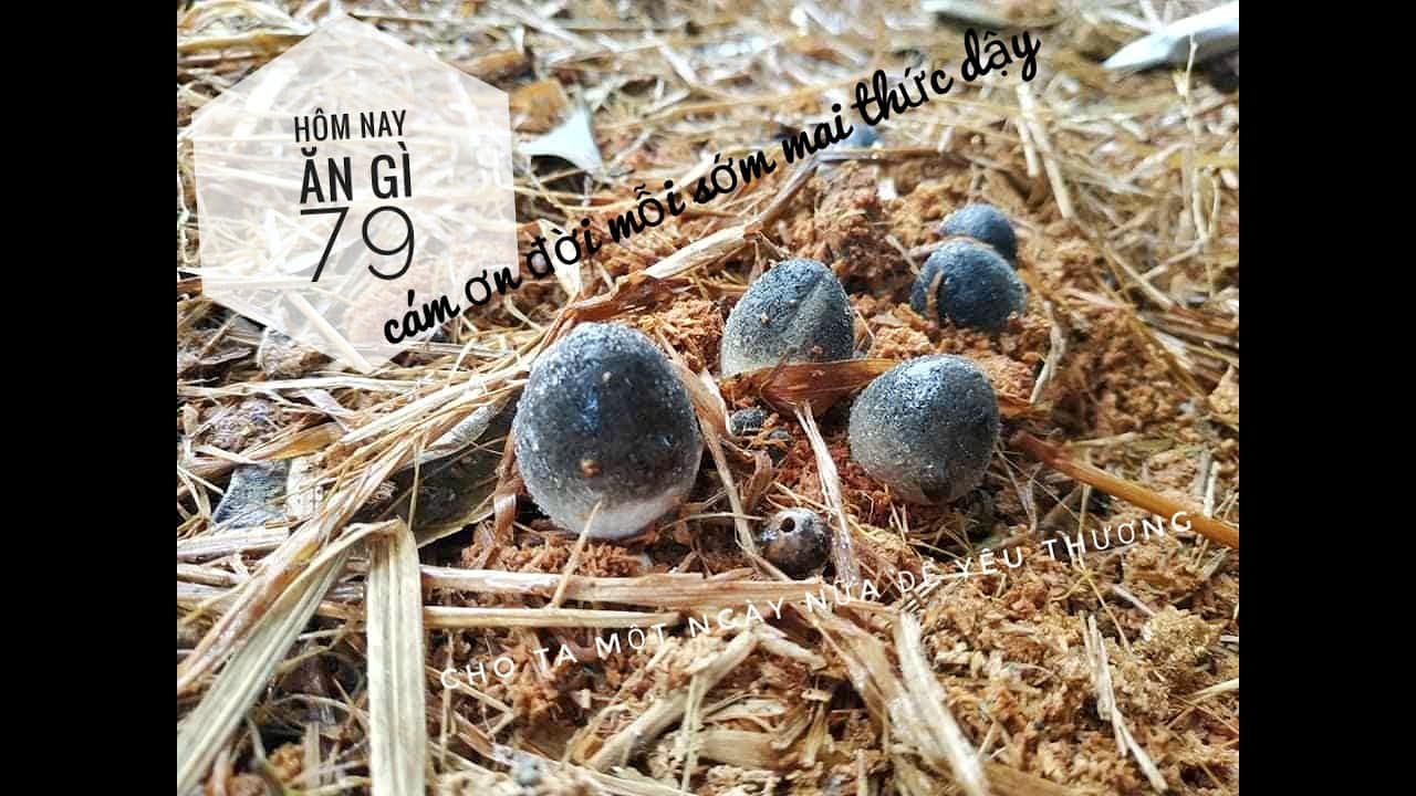 Cách trồng nấm rơm trên mùn cưa - How to grow straw mushroom on sawdust bedding | HNAG79 #11