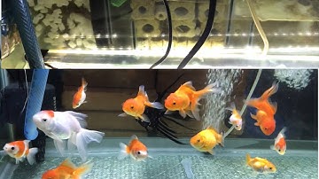 Chia sẻ bộ lọc nước hồ kính cá vàng nước trong veo- Cá bơi như bay trong không khí