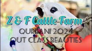 Z & F Cattle farm Fatehjangi beauties Qurbani 2024