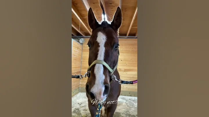 How to transform your horse into a unicorn!