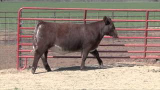 Lot 54B