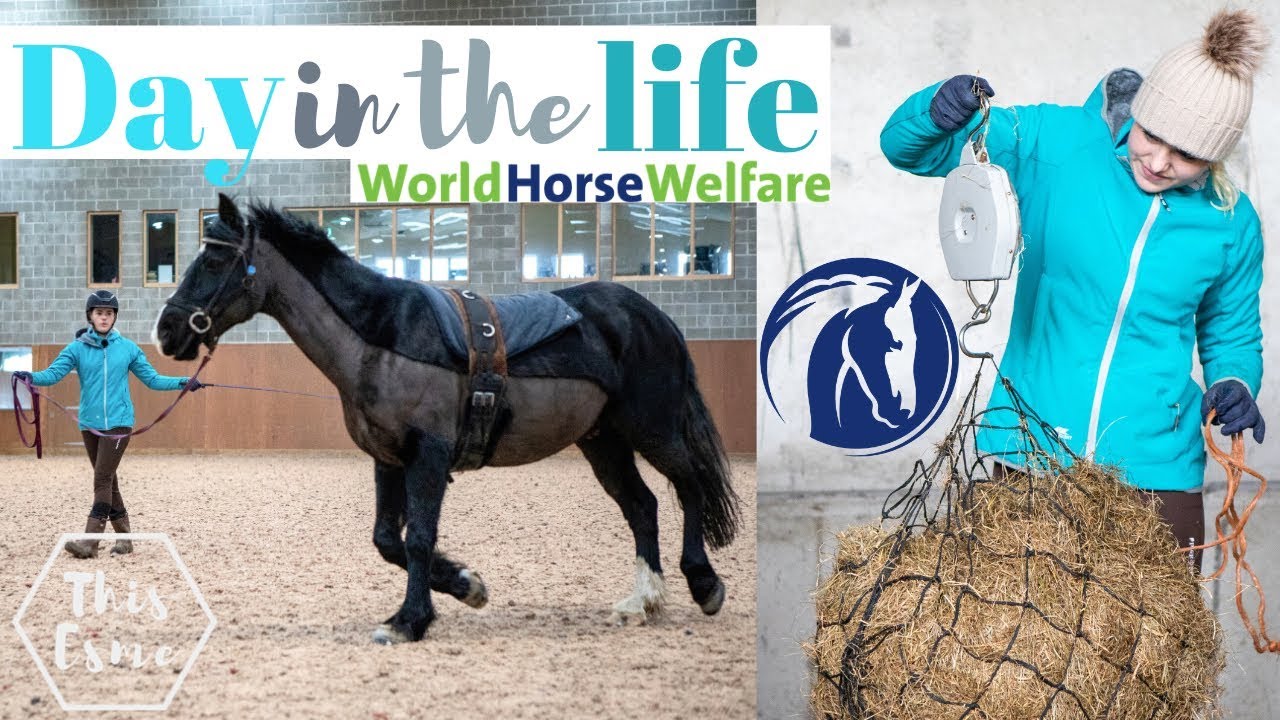День в центре приюта для лошадей в World Horse Welfare | Эта Эсме
