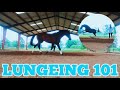 LUNGING YOUR HORSE // tips & tricks