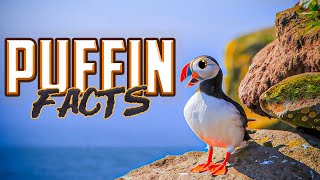 Puffin Facts! by Mr. DeMaio 85,058 views 9 months ago 12 minutes, 39 seconds