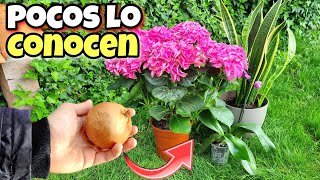 1 Cebolla Cruda Salvó A Mis Plantas De Enfermar Y Morirse