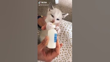 Kitten having his bottle