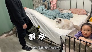 Six cats and four people  the bed was finally overwhelmed and it cracked. by 猪娣儿是一只猫 784 views 2 weeks ago 4 minutes, 21 seconds