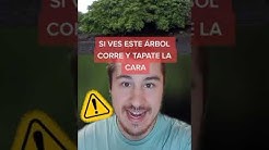 Rubenete-Si-Ves-Este-rbol-Corre-Y-Tapate-La-Cara-shorts