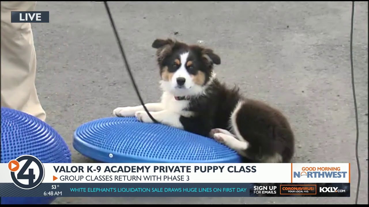 Pet obedience training begins again YouTube