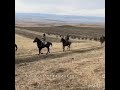 Поход на Лошадях Карачаевской породы Сторожевая — Черкесск.
