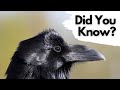 Things you need to know about ravens