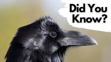 Things you need to know about RAVENS!