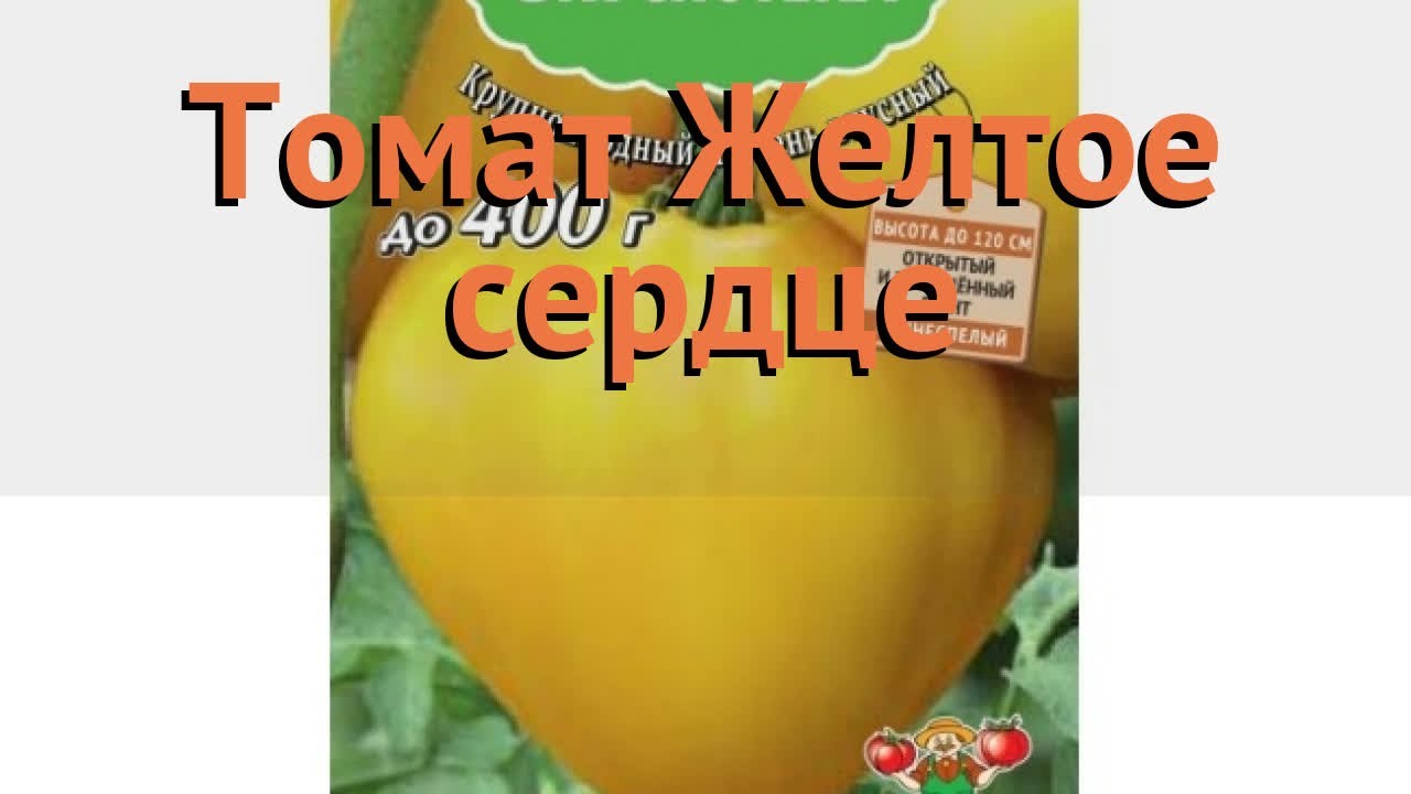 Томат Желтое Сердце Отзывы Фото — Картинки фотографии