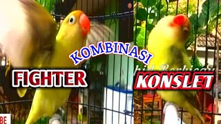 PANCINGAN LOVEBIRD NGETIK NGEKEK PANJANG AMPUH CEPAT GACOR. Isian FIGHTER Kombinasi KONSLET.