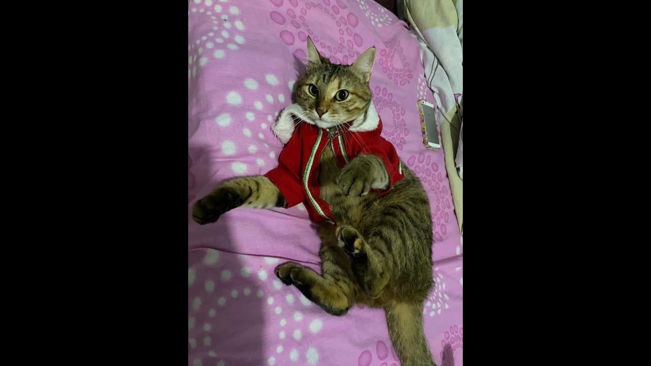 Cat gagging and eating crunchy cookies and wafers very loudly YouTube