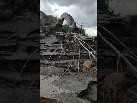 винторогий козёл, мархур, capra falconeri heptneri, markhor