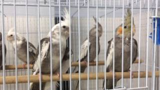 955 Animals Rescued In Fresno