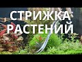 Стрижка аквариумных растений