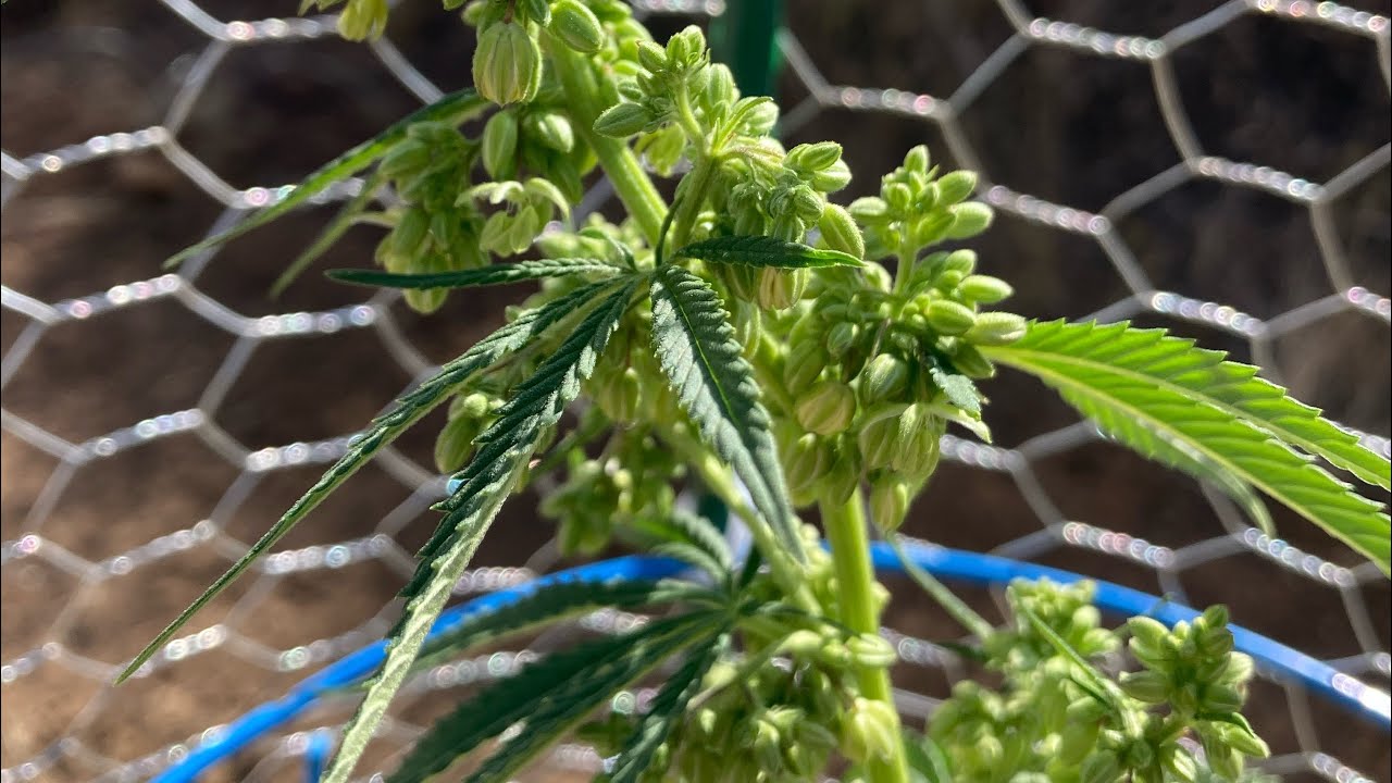 Growing cannabis in the Mojave Desert with Clay Ollas!