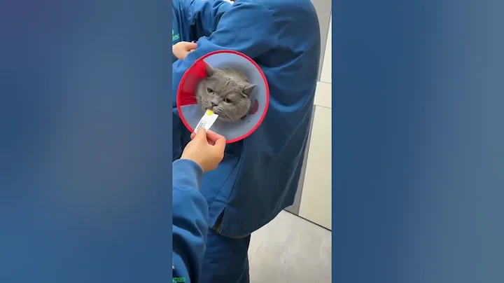 Video 10729891: funny cat talking, cat sound funny, funniest cats, cat love sound