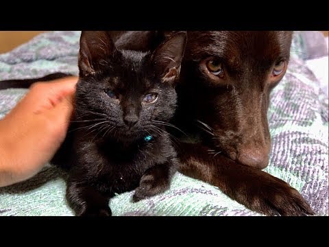 子犬と子猫のまったりタイム。