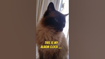 My cat is my alarm clock.....#catmemes #funnycats #catvideos