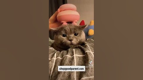 The viral pet massager