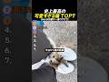 史上最高の 可愛すぎる猫 TOP7