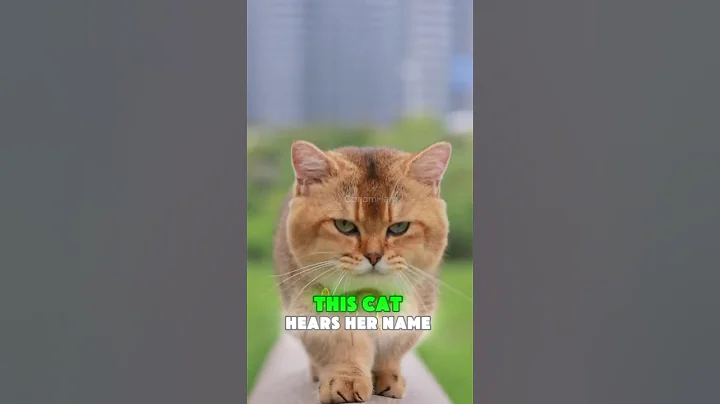 Do cats know their names? Your Cat Isn’t Confused — Just Independent #shorts #shortvideo #cute #cat