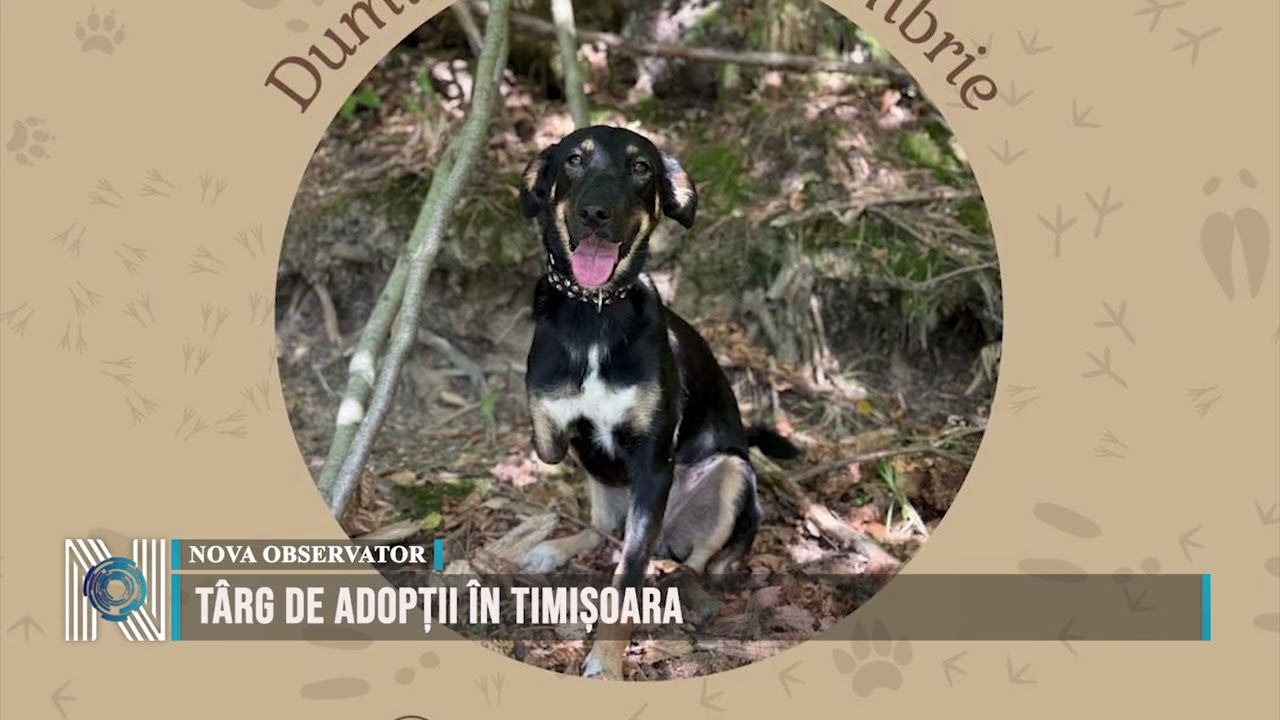 Târg de adopții în Timișoara