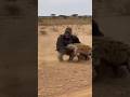 Mother Gorilla Shields Baby from Hyena 🦍 / 고릴라 어미의 보호 / ハイエナから守る母ゴリラ