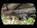 PEST CONTROL HAMA BIAWAK LOKASI KEMARIN