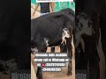 #cow #dairyherd #dairyfarming #farming #girolando #girolandof1 #farming #farminglife #dairyherd