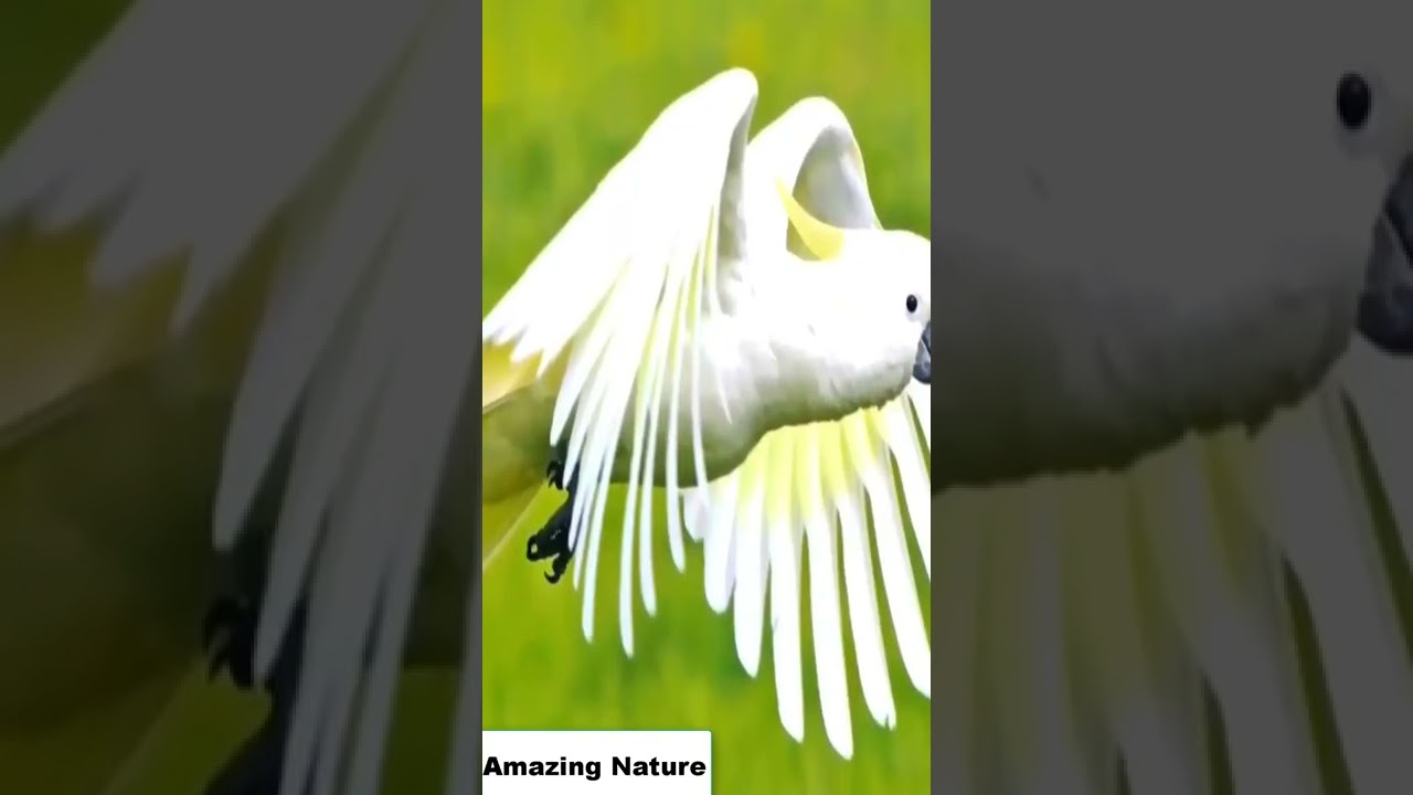 Most Beautiful Amazing Birds On Earth | YouTube Shorts | Shorts | UK | USA | Amazing Nature | Nature