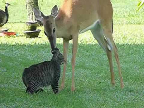 Young deer bathing kitty