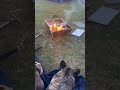 Camping girls! ⛺️🪵🌲#bulldog #englishbulldog #frenchbulldog #camping #campingdog #puppies #nature