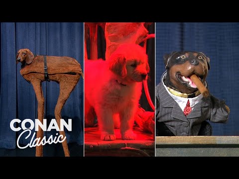 Video: Pet Scoop: Puppy Conan debutta in TV, Purple Squirrel Spotted in Pennsylvania